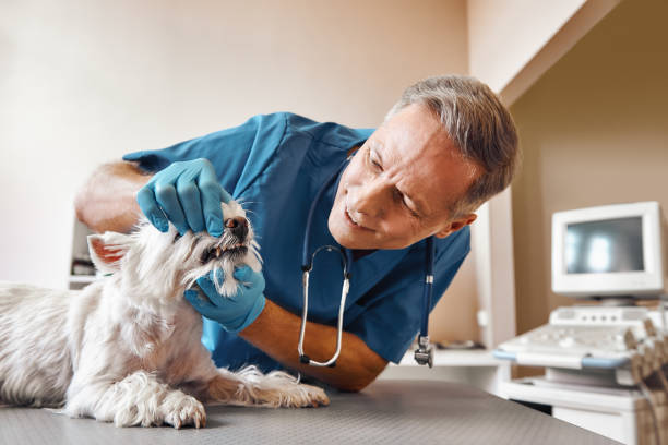Best Same-Day Emergency Dental Services in Albany, WI